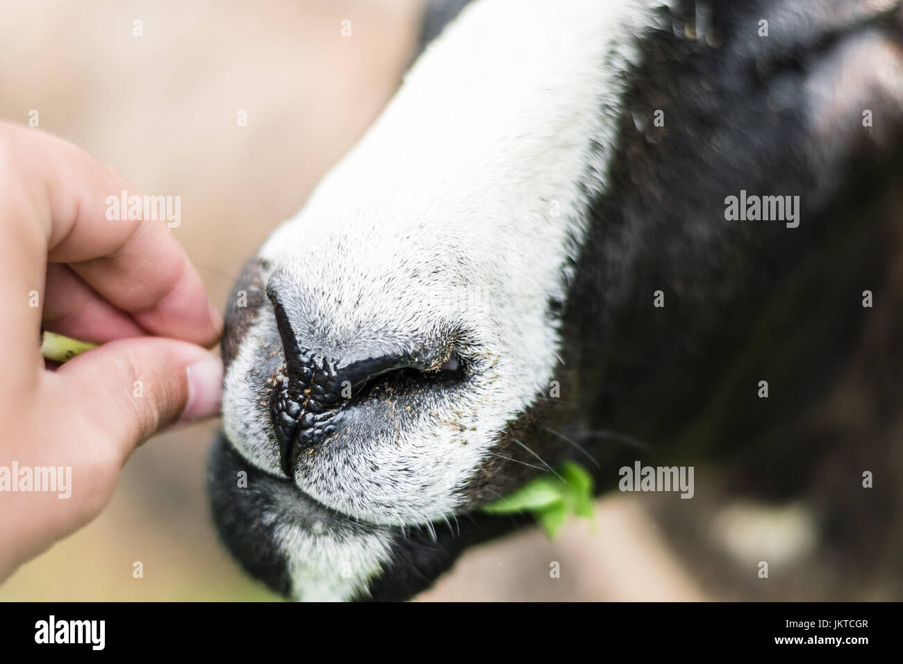 Feeding of young and hungry sheep from hand. Stock Photo