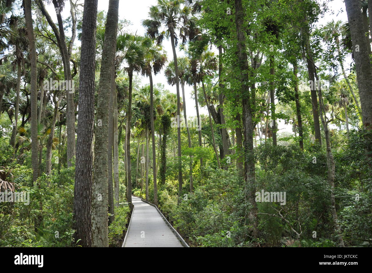 Trail on Juniper Spring Florida Stock Photo Alamy