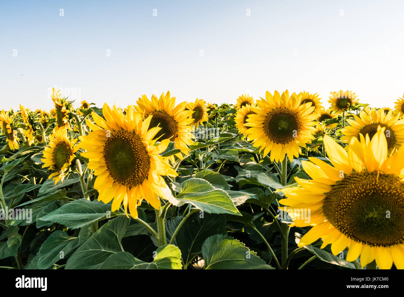 Beautifull yellow sunflowers on big field.  Clear blue sky on background. Stock Photo