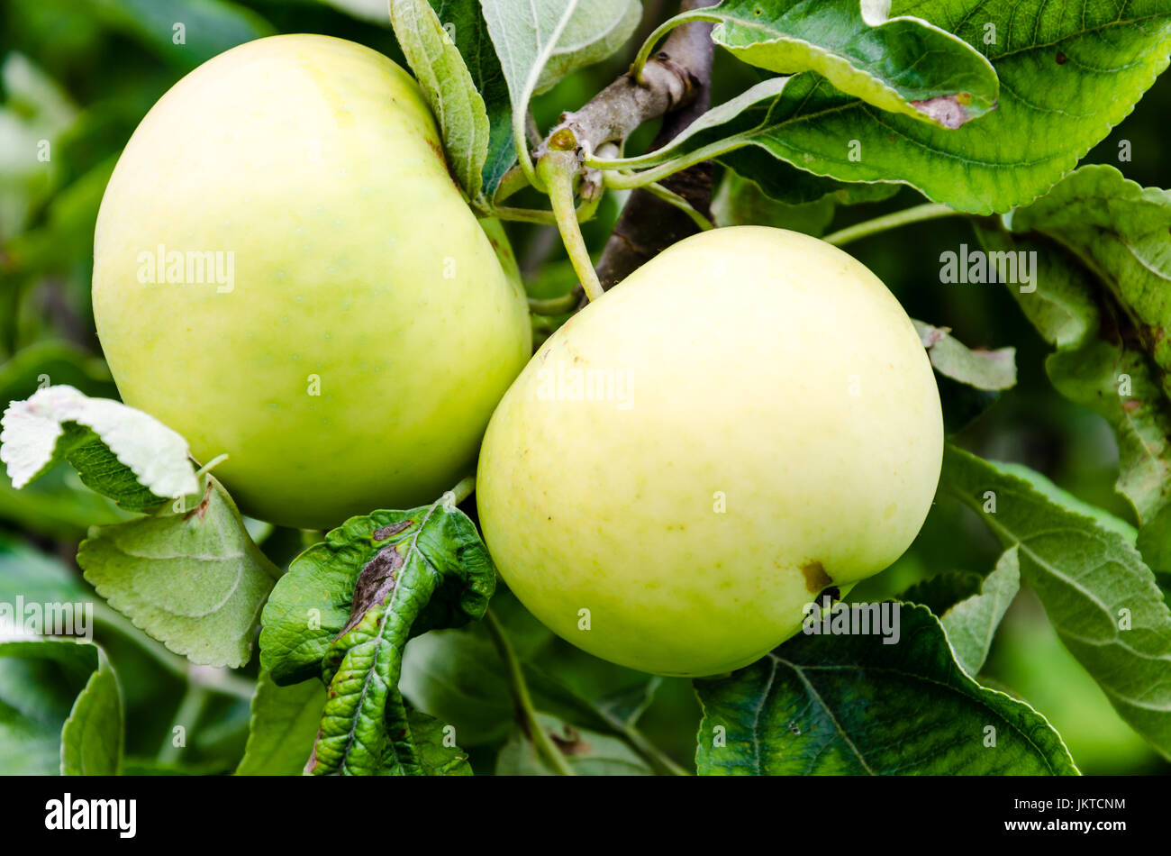 Green apple growing on a tree on a smooth green background with natural bokeh. Stock Photo