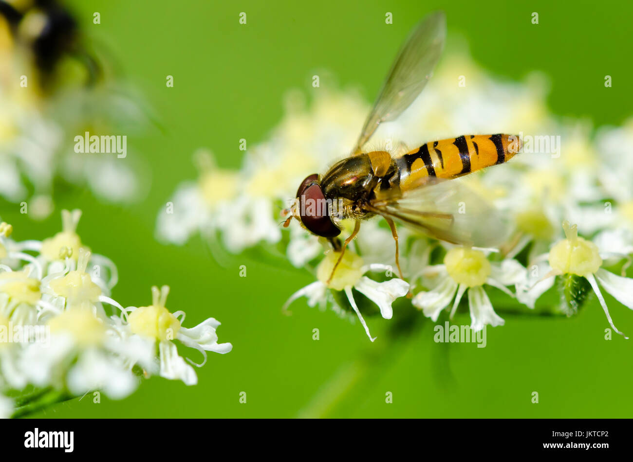 Wasp Fish High Resolution Stock Photography And Images Alamy Wasp Fish High Resolution Stock Photography And Images Alamy