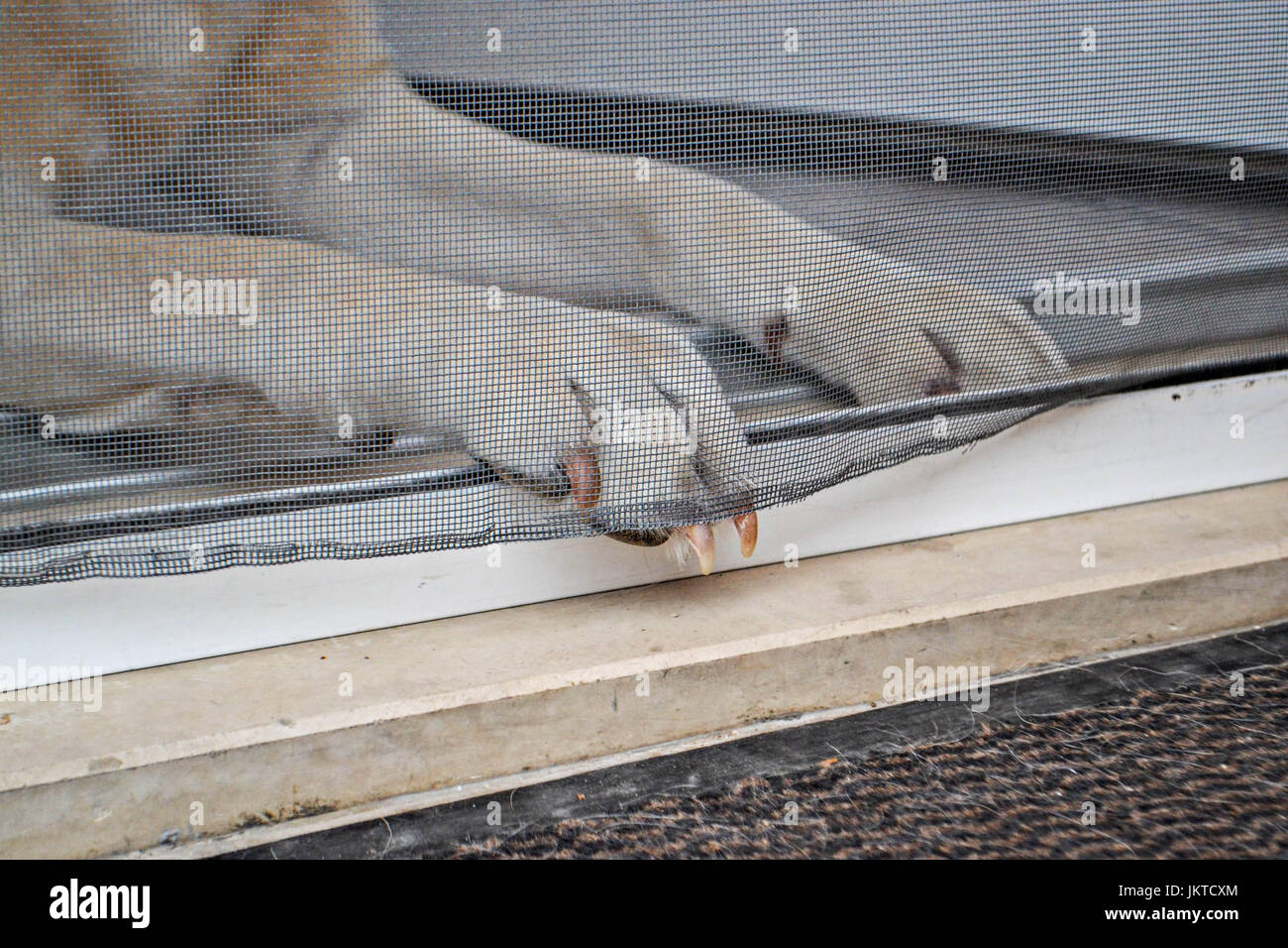 Dogs paw behind the door net Stock Photo Alamy