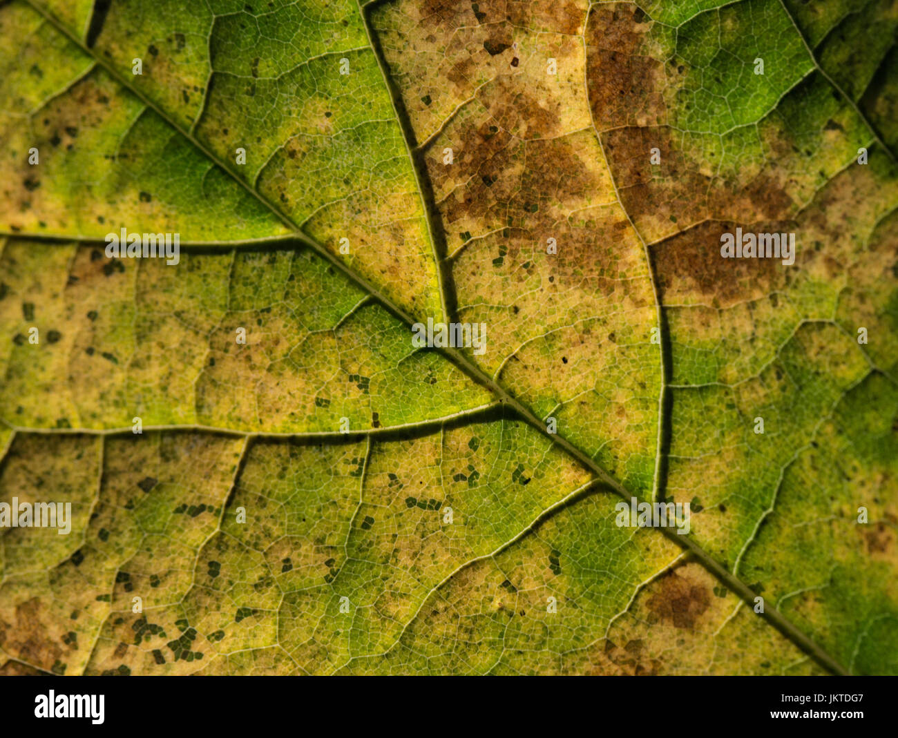 Close up of a leaf Stock Photo