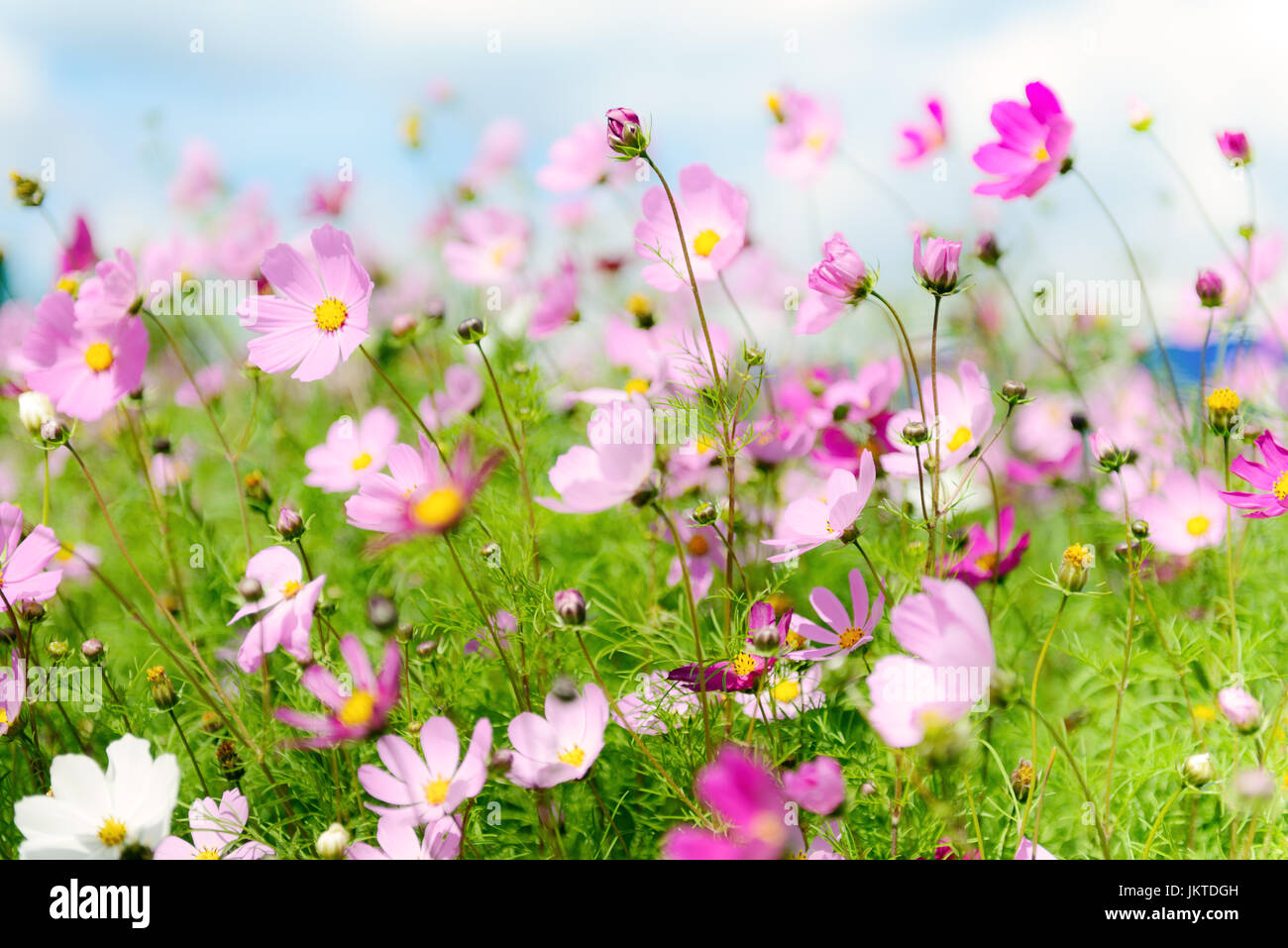 Daisy flowers field against blue sky Stock Photo