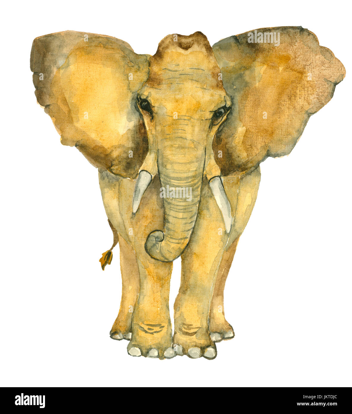 Elephant Watercolor Hi res Stock Photography And Images Alamy elephant-watercolor-hi-res-stock-photography-and-images-alamy