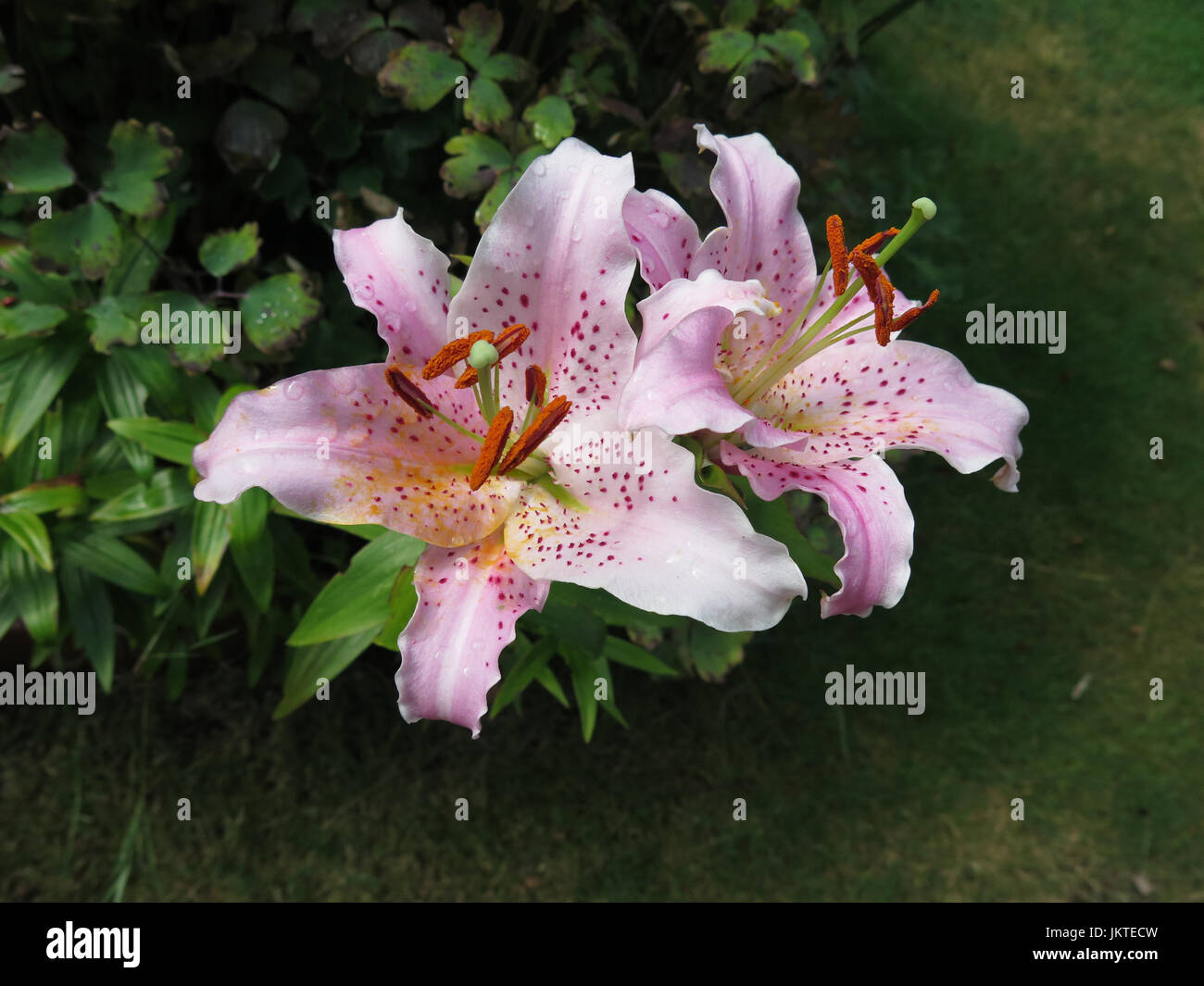 Longiflorum lily hybrid hi-res stock photography and images - Alamy