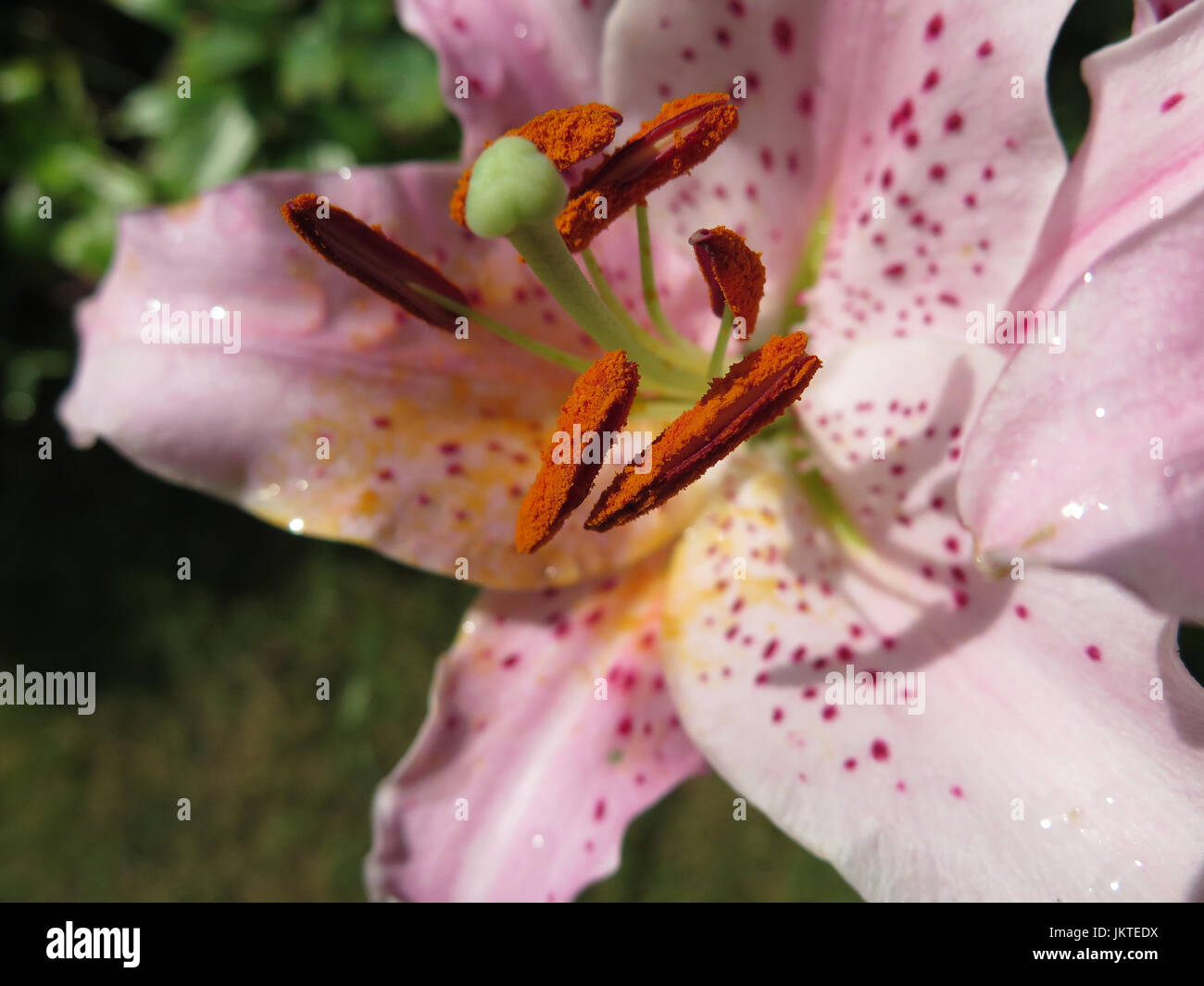 Longiflorum lily hybrid hi-res stock photography and images - Alamy