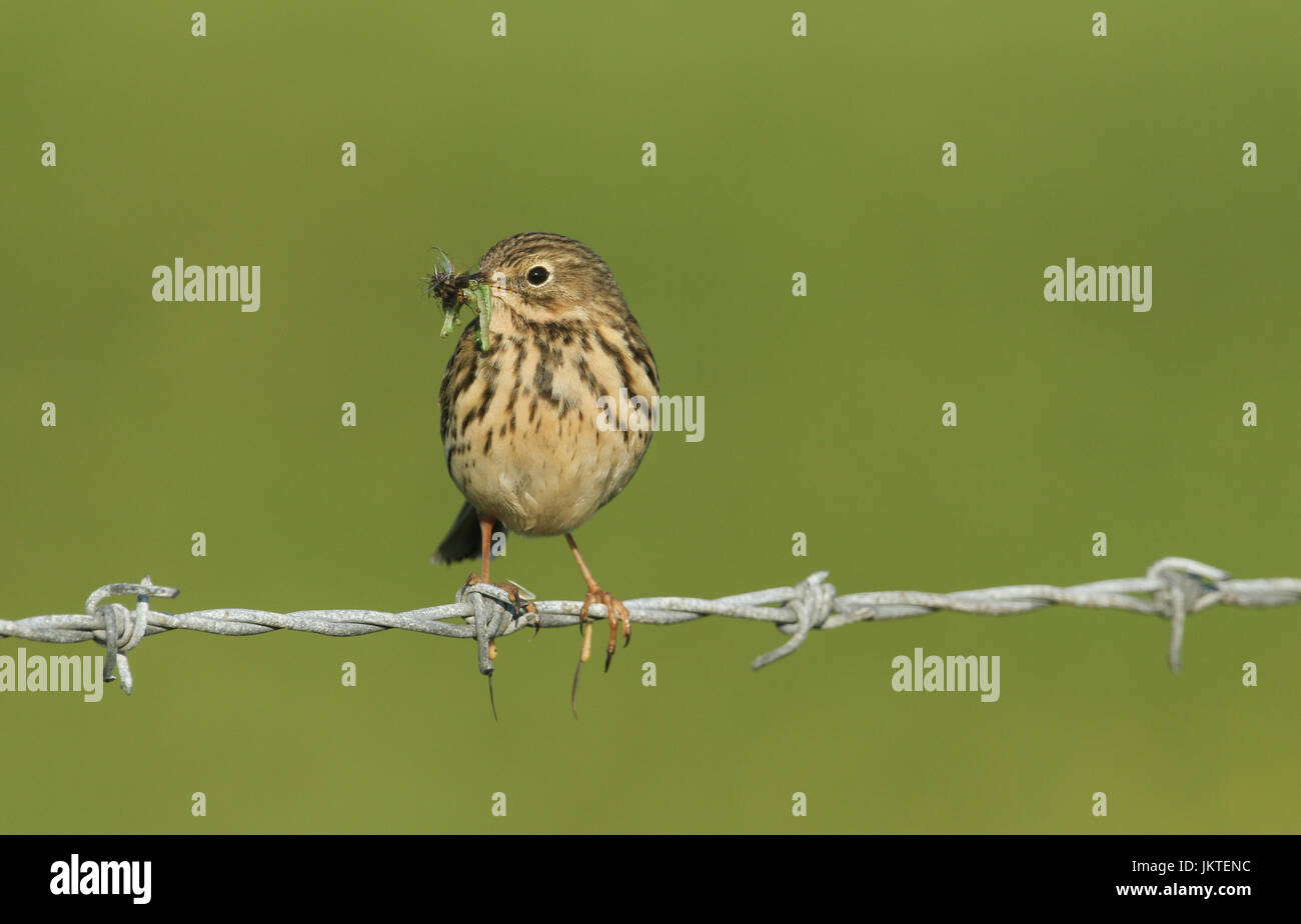 Meadow pipit orkney hi-res stock photography and images - Alamy