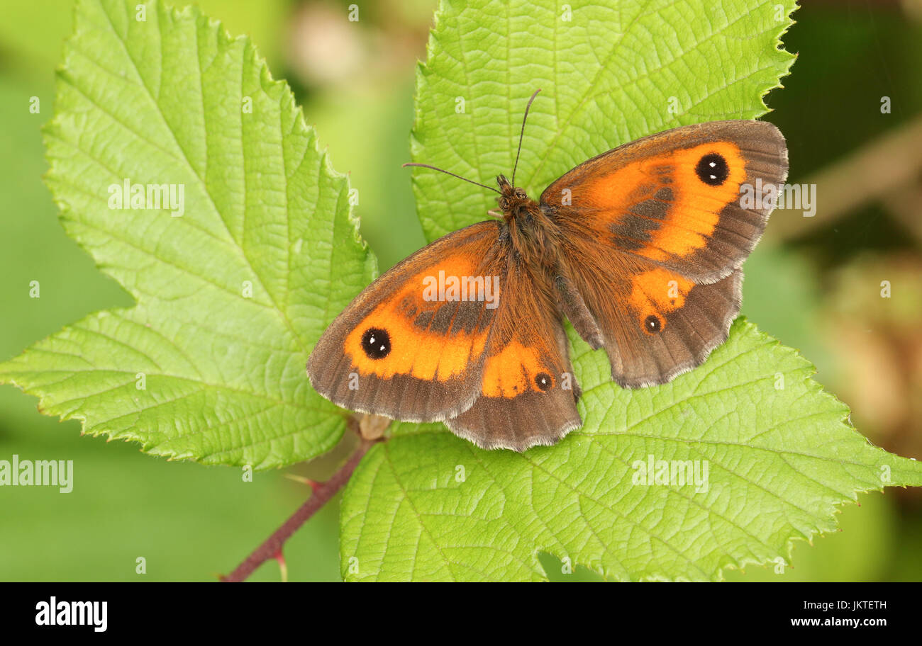 A Gatekeeper Butterfly (Pyronia tithonus) perched on a leaf Stock Photo ...