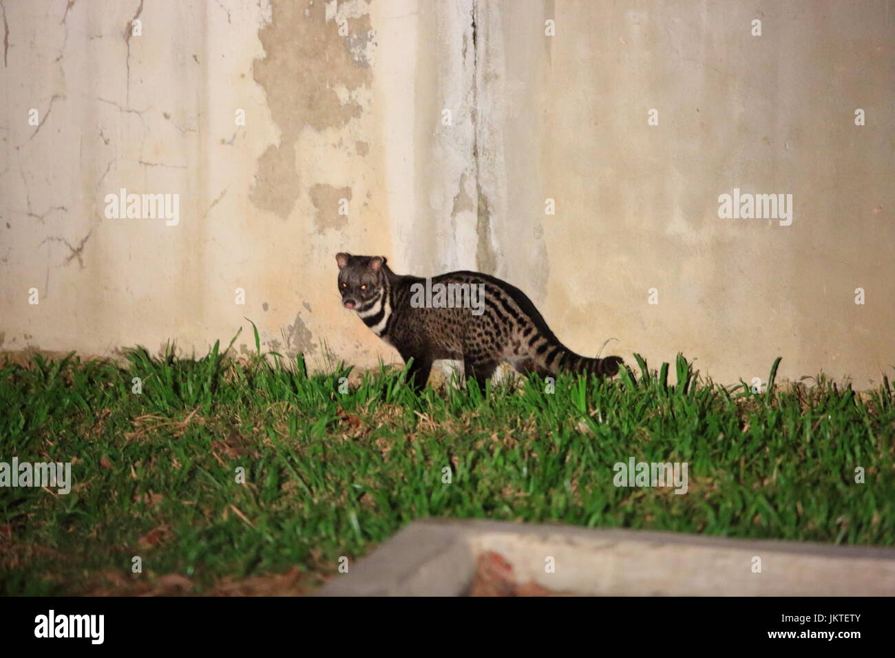 Malayan civet (Viverra tangalunga) in Danum Valley, Sabah, Borneo, Malaysia Stock Photo