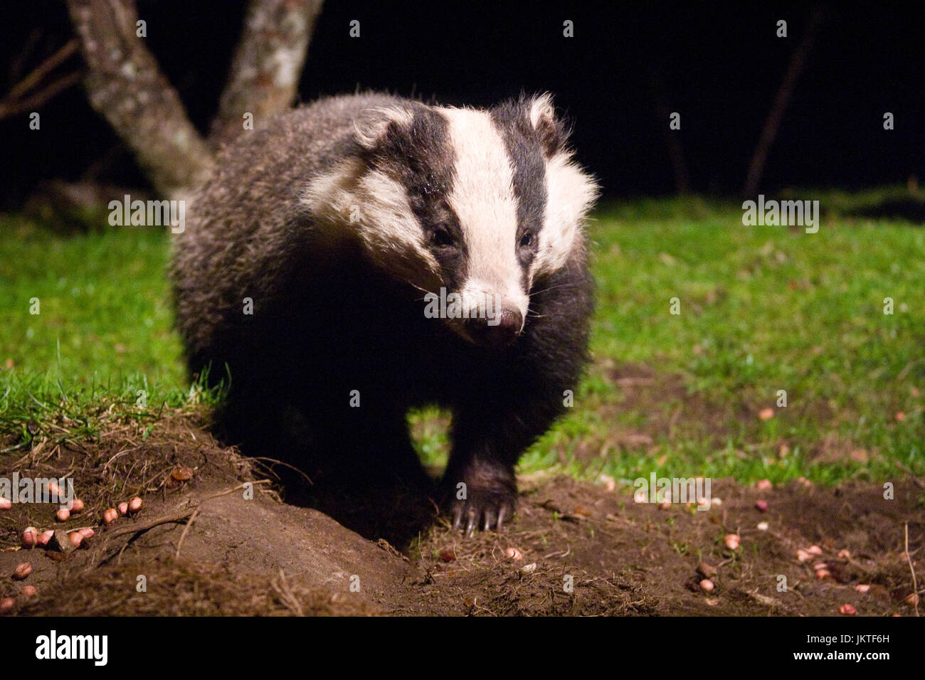 Wild Badger, Scotland. Stock Photo