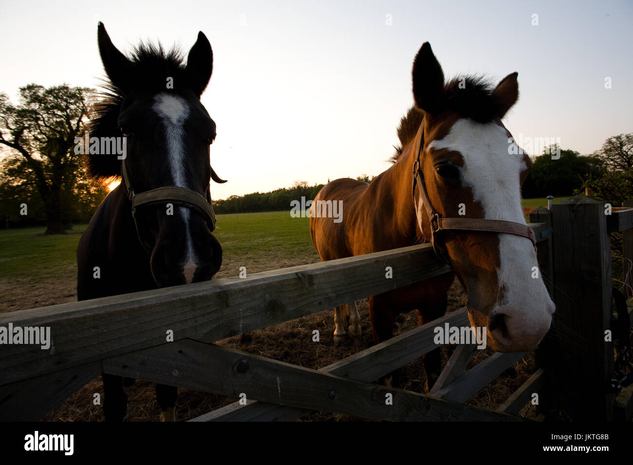 Heads two bay horses hi-res stock photography and images - Alamy