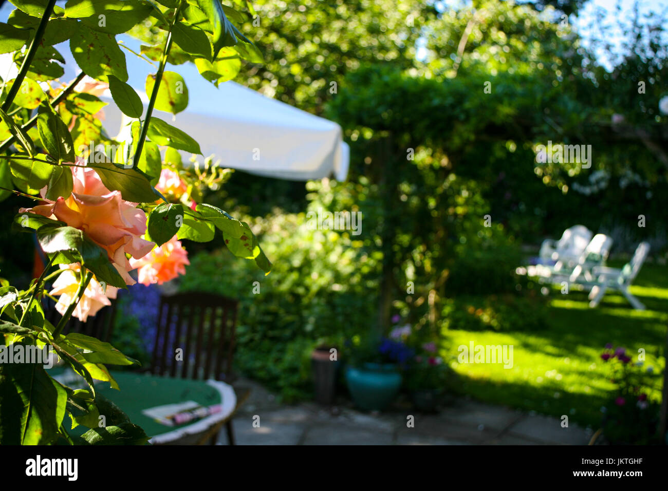 Pink rose in foreground with garden with white parasol, garden table and garden furniture in background Stock Photo