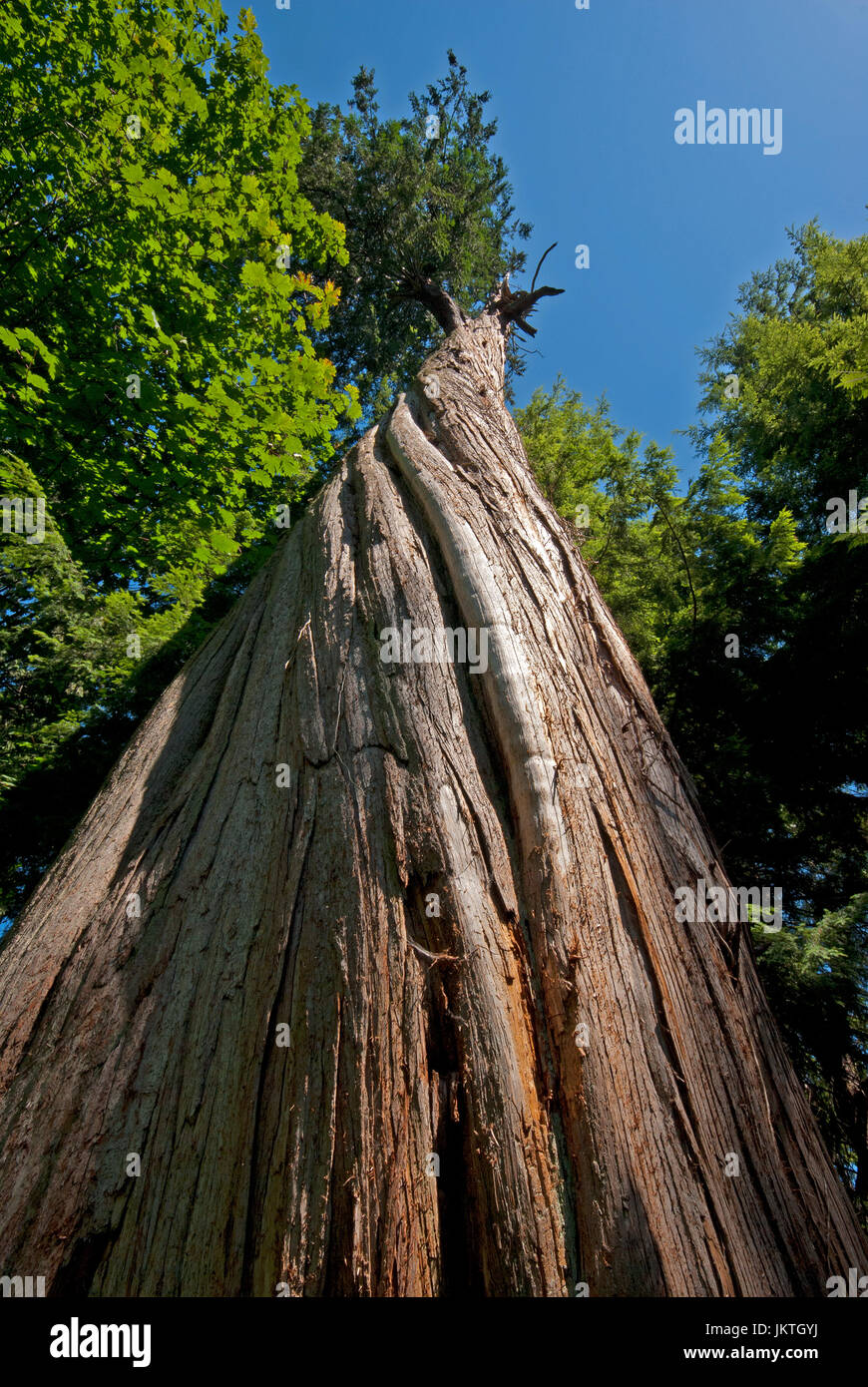 Big western red cedar (Thuja plicata), Stanley Park, Vancouver, British Columbia, Canada Stock Photo