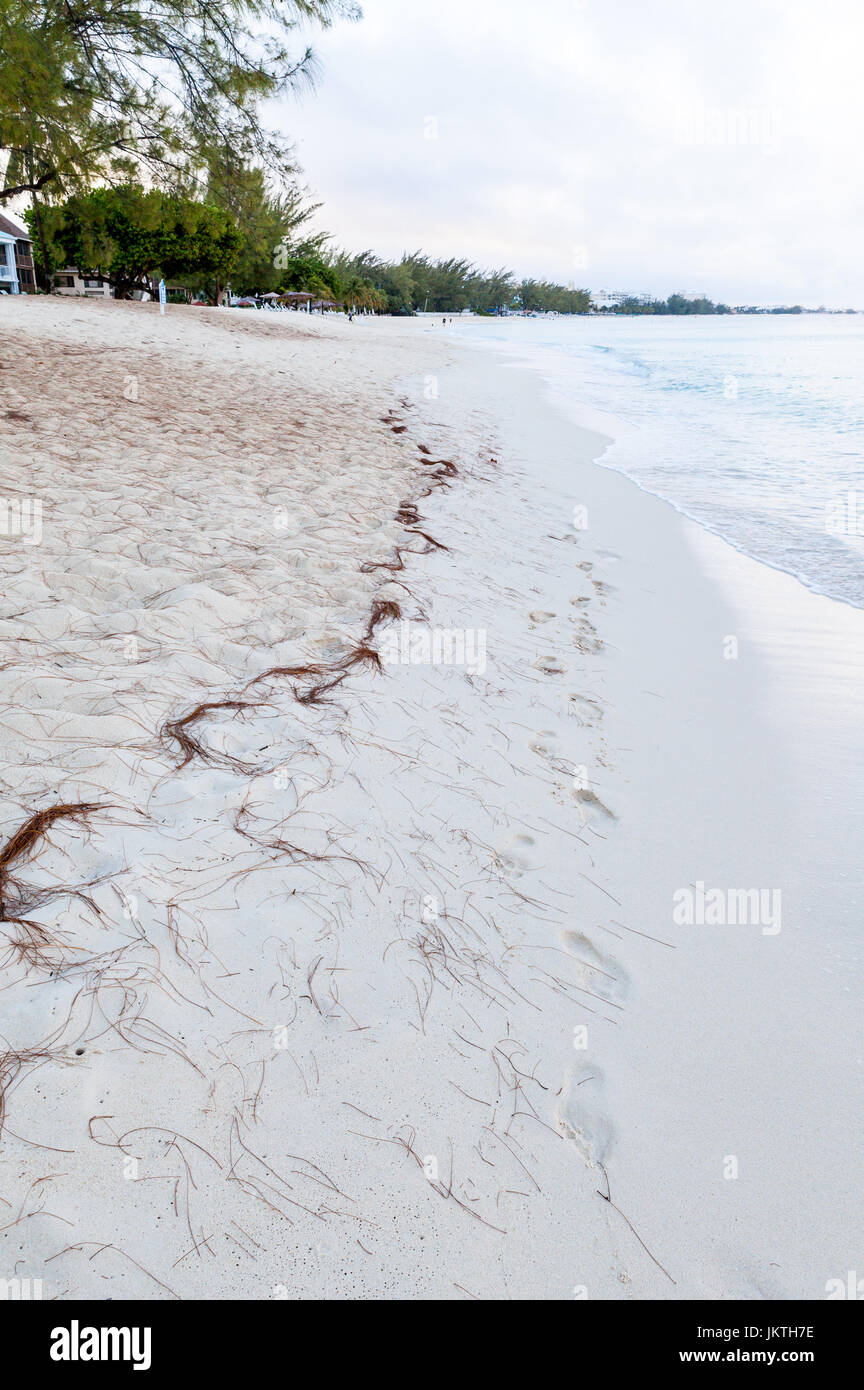 Seaweed on the beach shore after storm, Caribbean beach Stock Photo