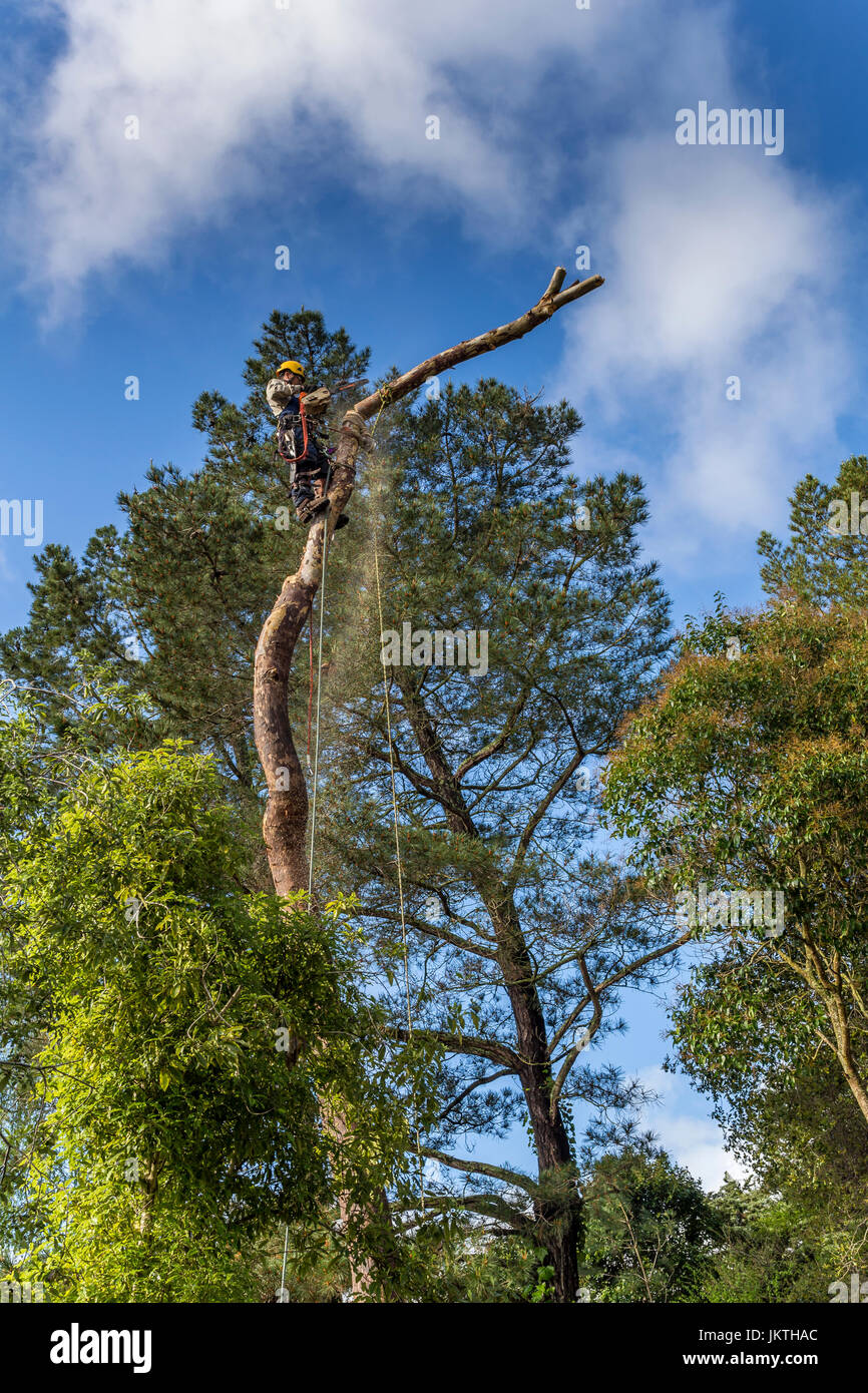 tree trimmer, tree trimming service, cutting down eucalyptus tree, using chainsaw, tree care, lumberman, city of Novato, Marin County, California Stock Photo