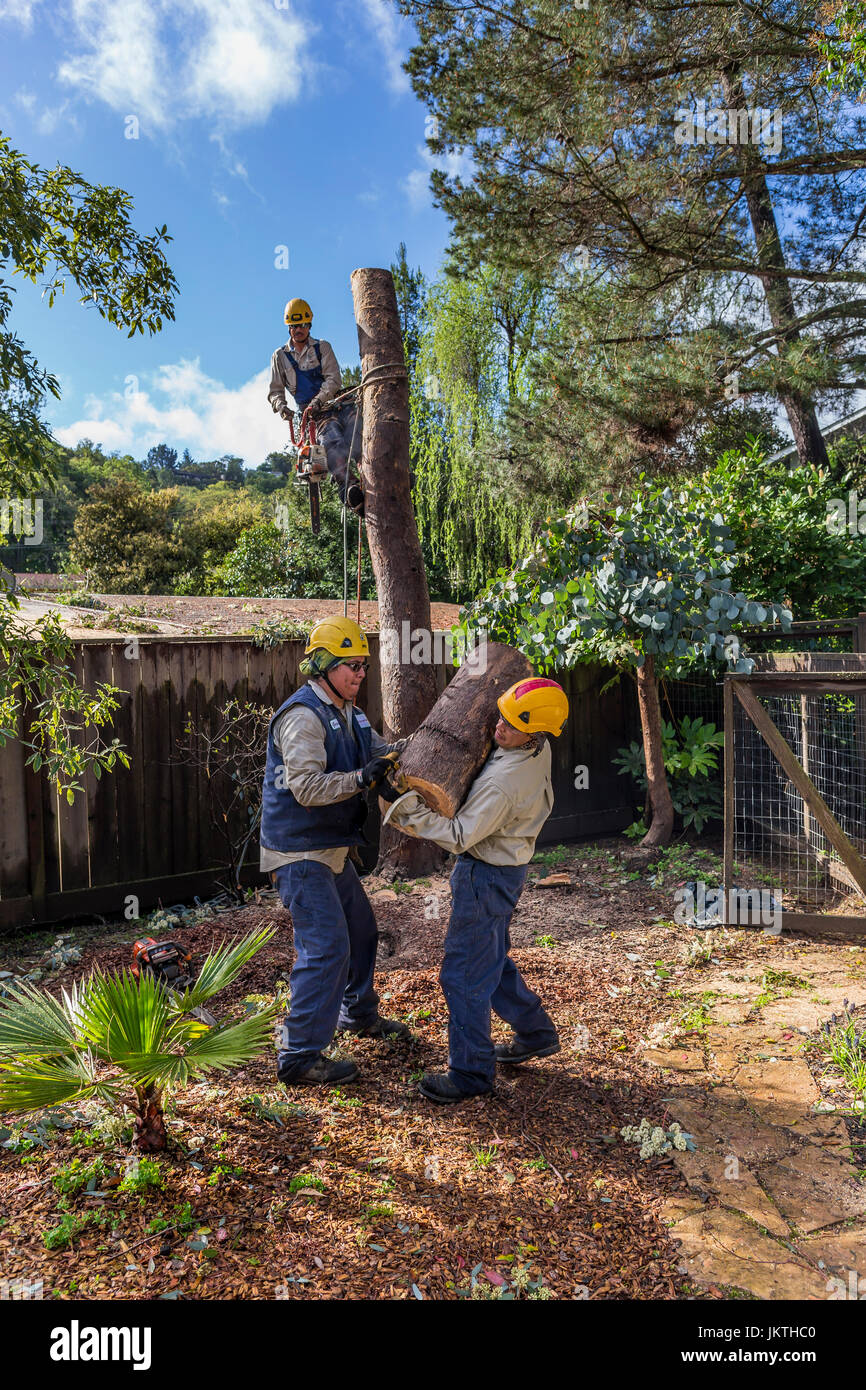 tree trimmers, tree trimming service, cutting down eucalyptus tree, using chainsaw, tree care, lumberman, city of Novato, Marin County, California Stock Photo