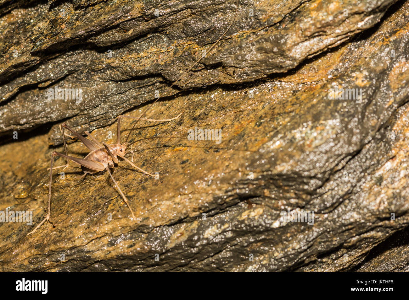 A close up of a Camel Cricket in a cave in Connecticut Stock Photo