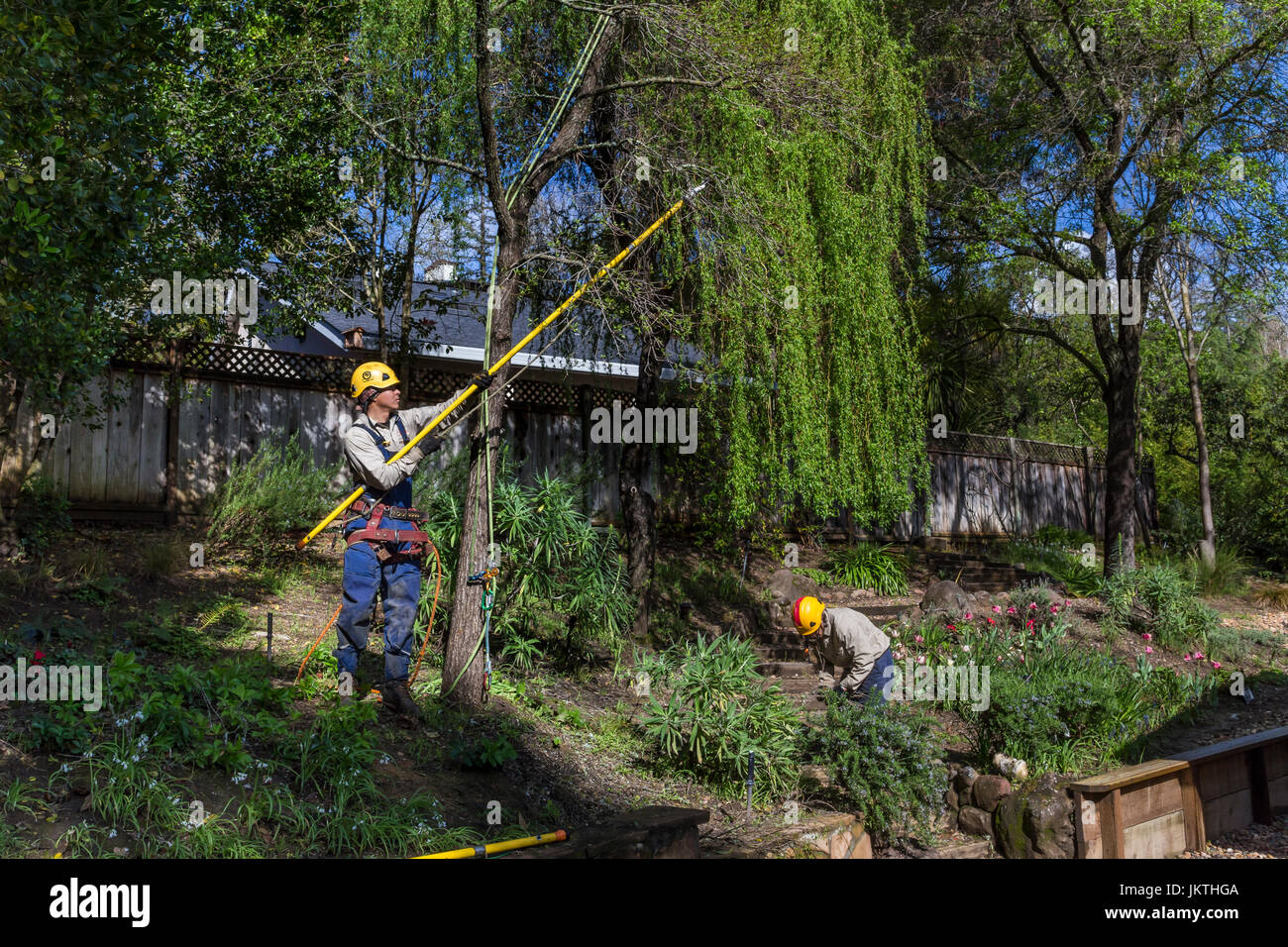 tree trimmer, tree branch trimmer, trimming tree branch, Corkscrew Willow tree, tree care, lumberman, city of Novato, Marin County, California Stock Photo