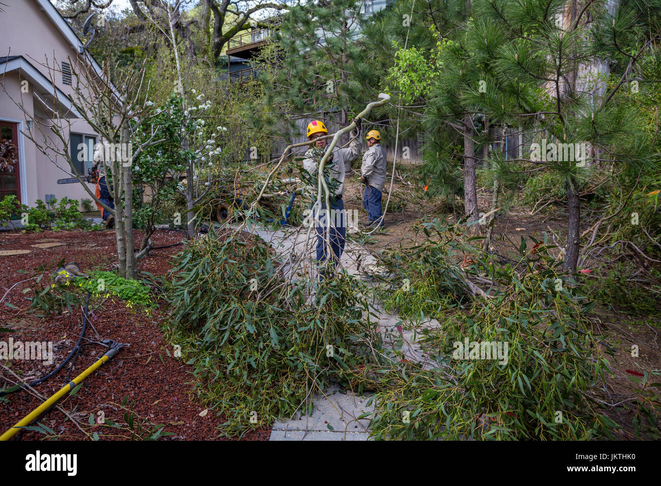 tree trimmer, tree branch trimmer, trimming tree branch, bluegum