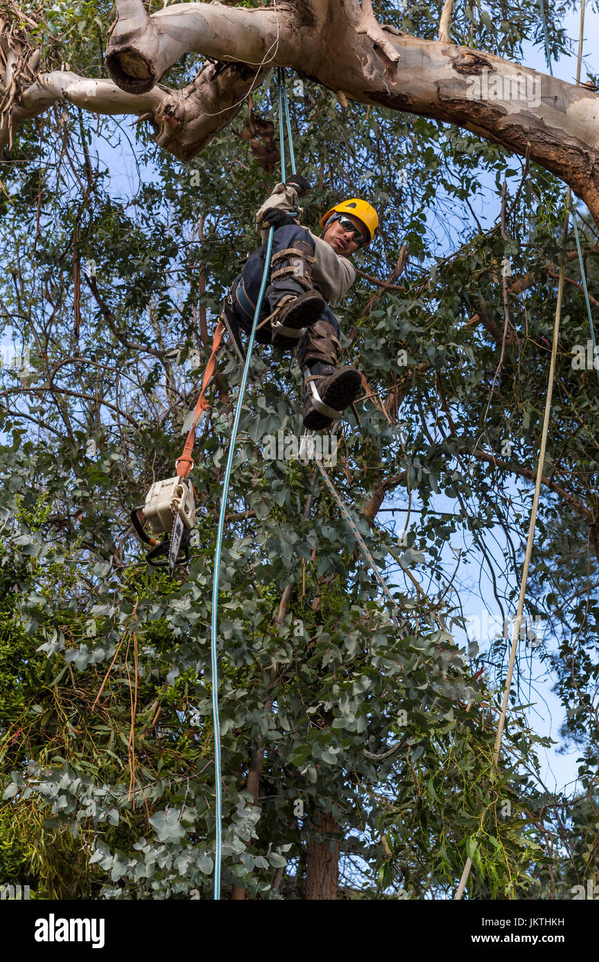 tree trimmer, tree trimming service, climbing down blue-gum eucalyptus tree, tree care, lumberman, city of Novato, Marin County, California Stock Photo