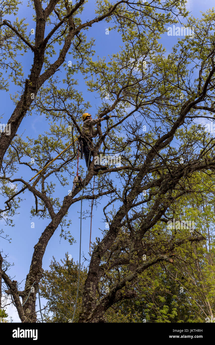 tree trimmer tree branch