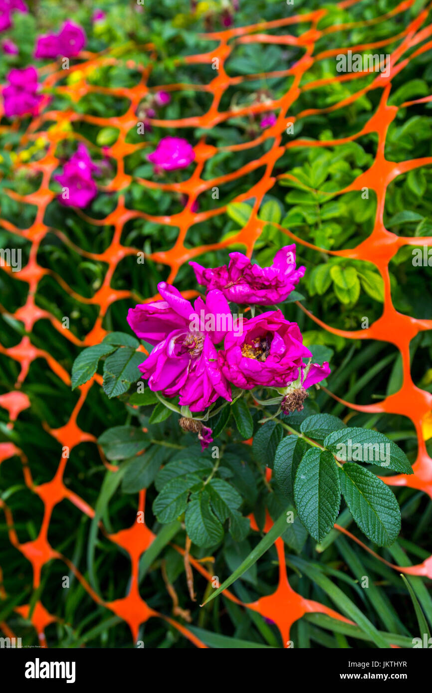 Flowers that were bound by orange caution tape to make an abstract colorful scene. Stock Photo