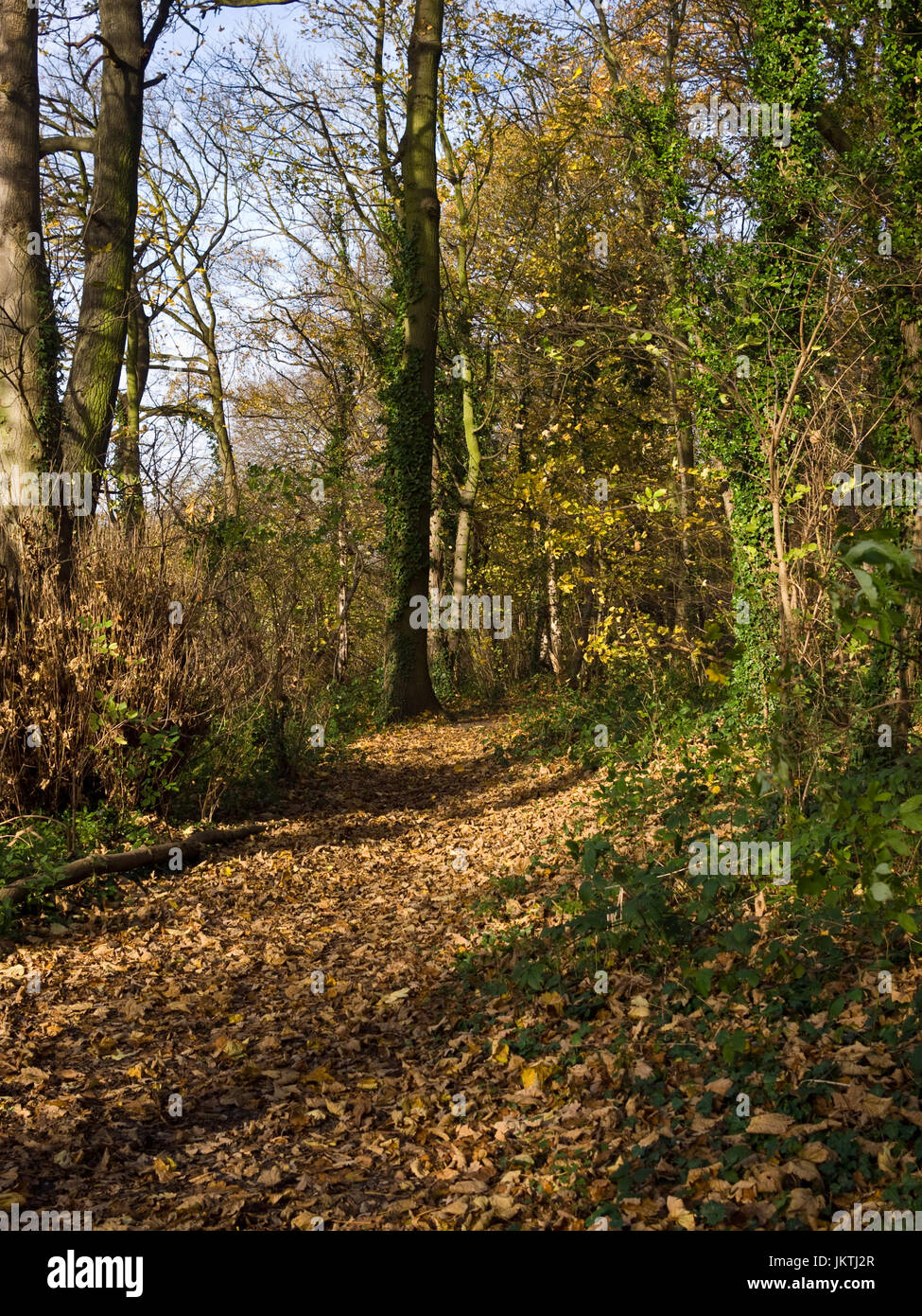 Woodland trail in Hertfordshire Stock Photo - Alamy