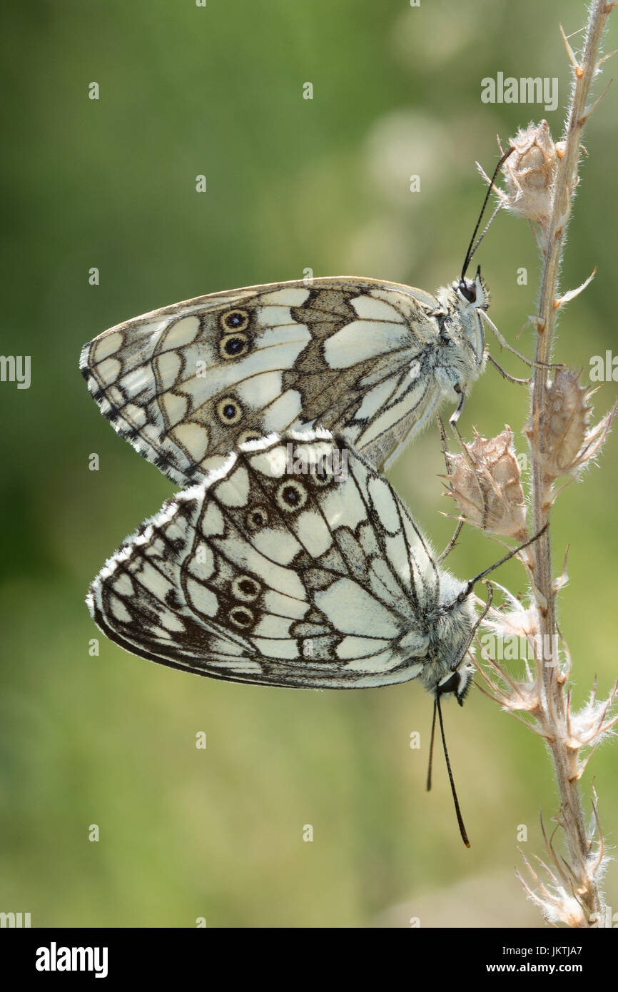 White butterflies hires stock photography and images Alamy