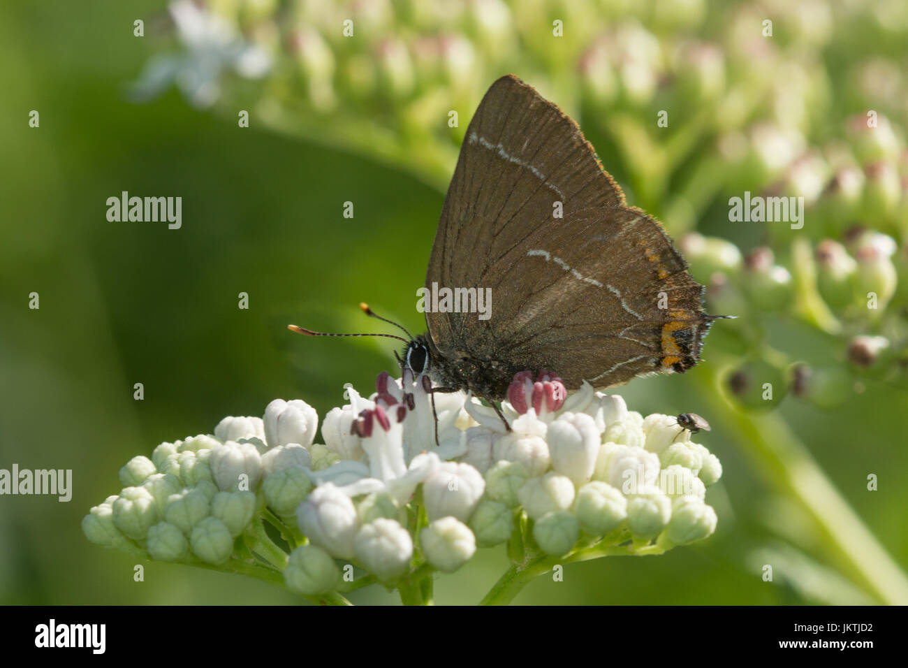 Close-up of white-letter hairstreak butterfly (Satyrium w-album) nectaring on umbellifer flower in France, Europe Stock Photo