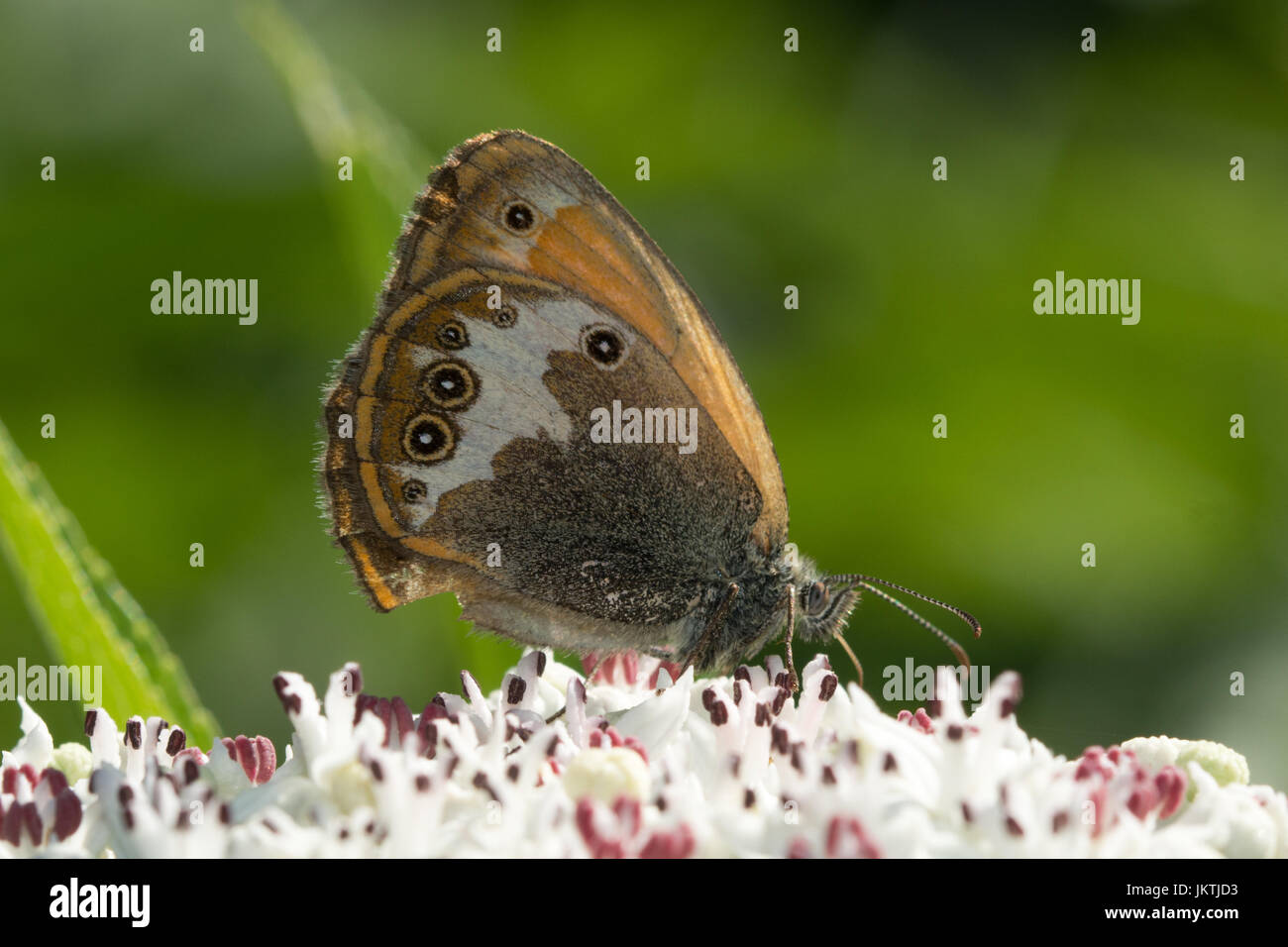 Close-up of pearly heath butterfly (Coenonympha arcania) nectaring on an umbellifer flower in France, Europe Stock Photo