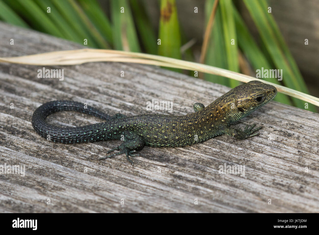 Closeup of juvenile common lizard, also known as viviparous lizard