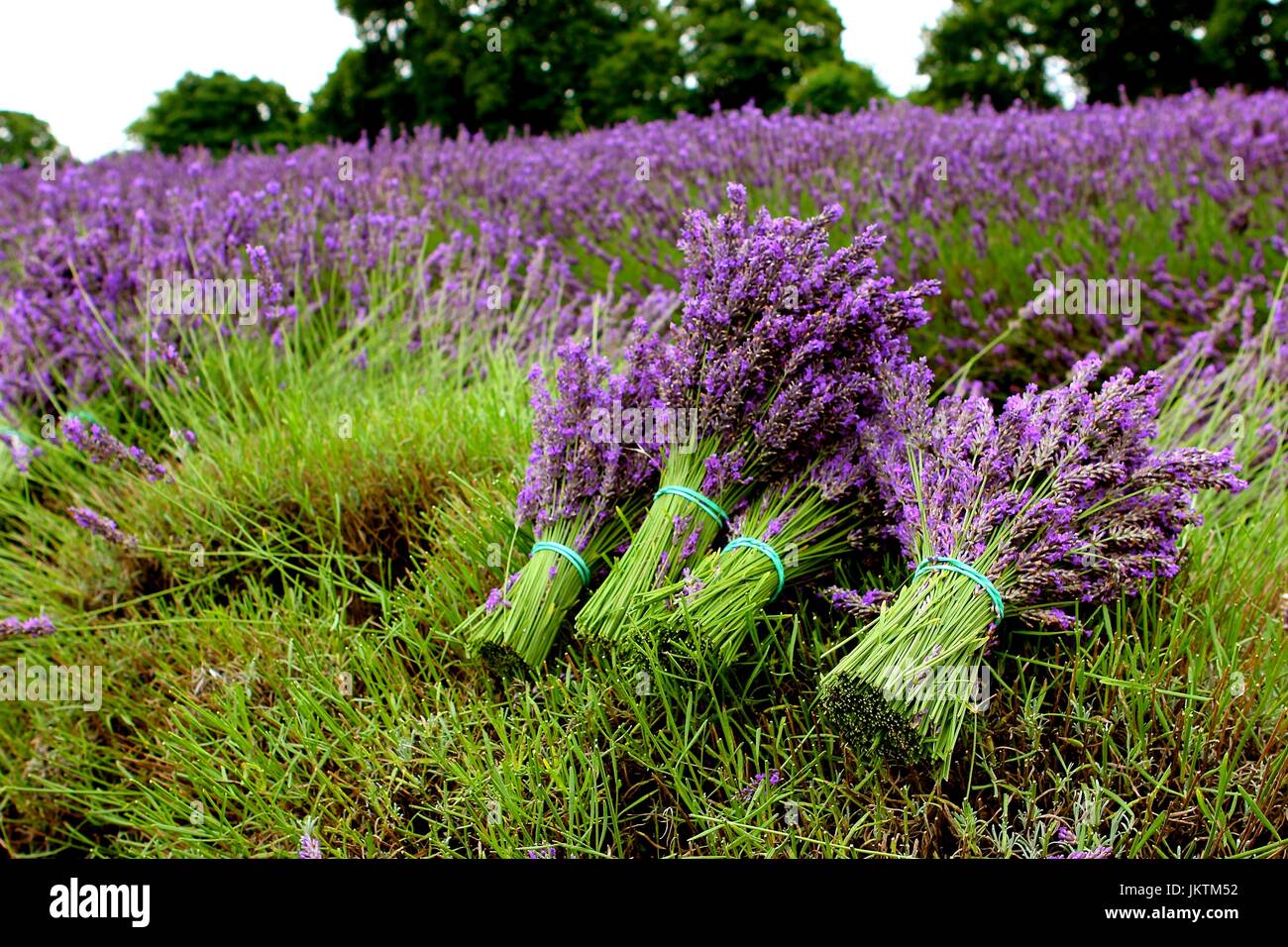 Mayfield Lavender Field Stock Photo