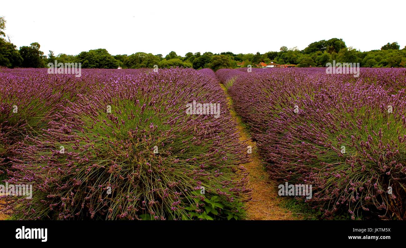 Mayfield Lavender Field Stock Photo
