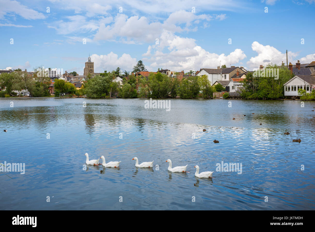 White geese on Diss mere, Diss, South Norfolk. Stock Photo