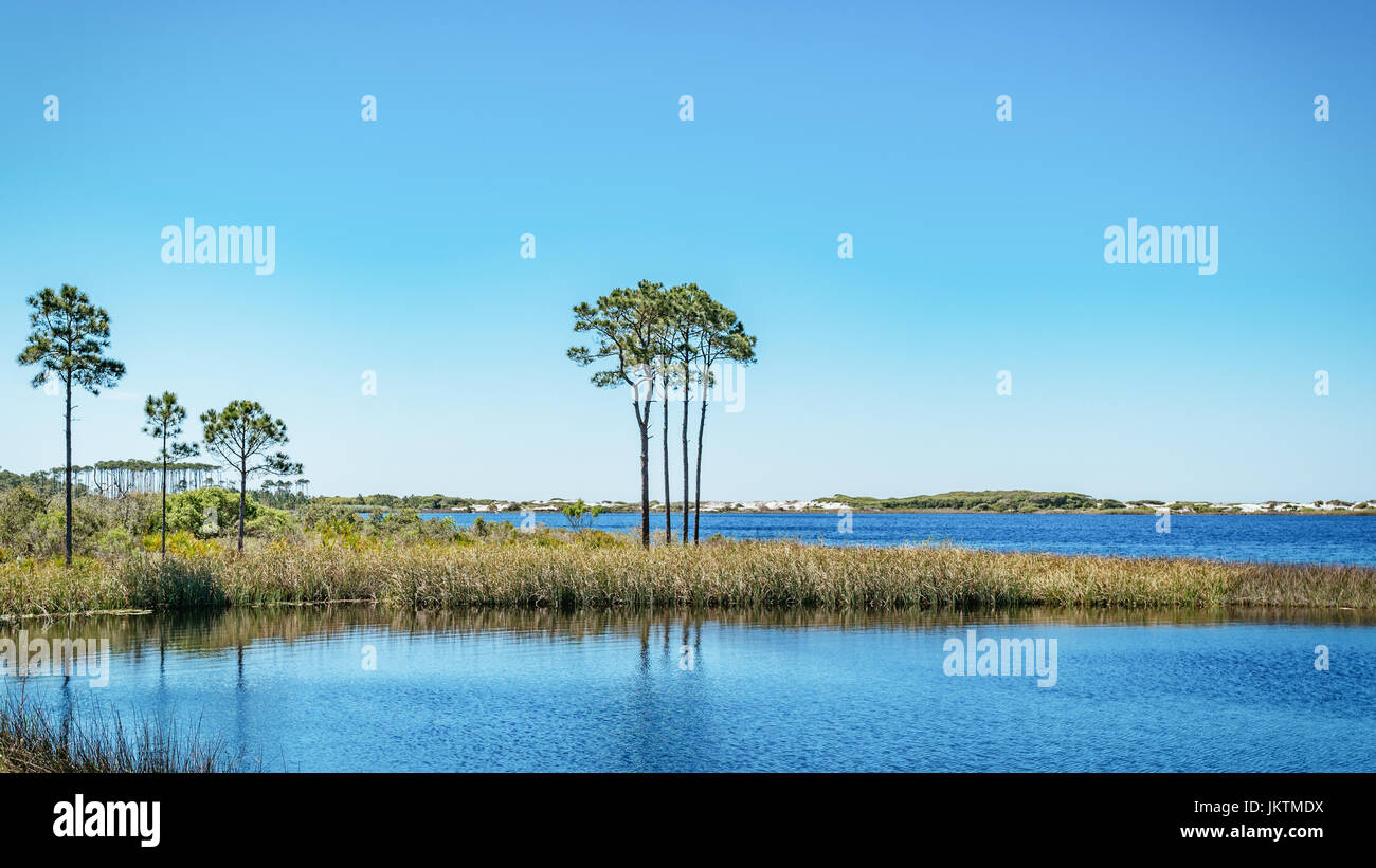 Longleaf pine trees, pristine white sand dunes line Western Lake, a coastal dune lake on the Gulf coast of Florida USA, east of Destin. Stock Photo