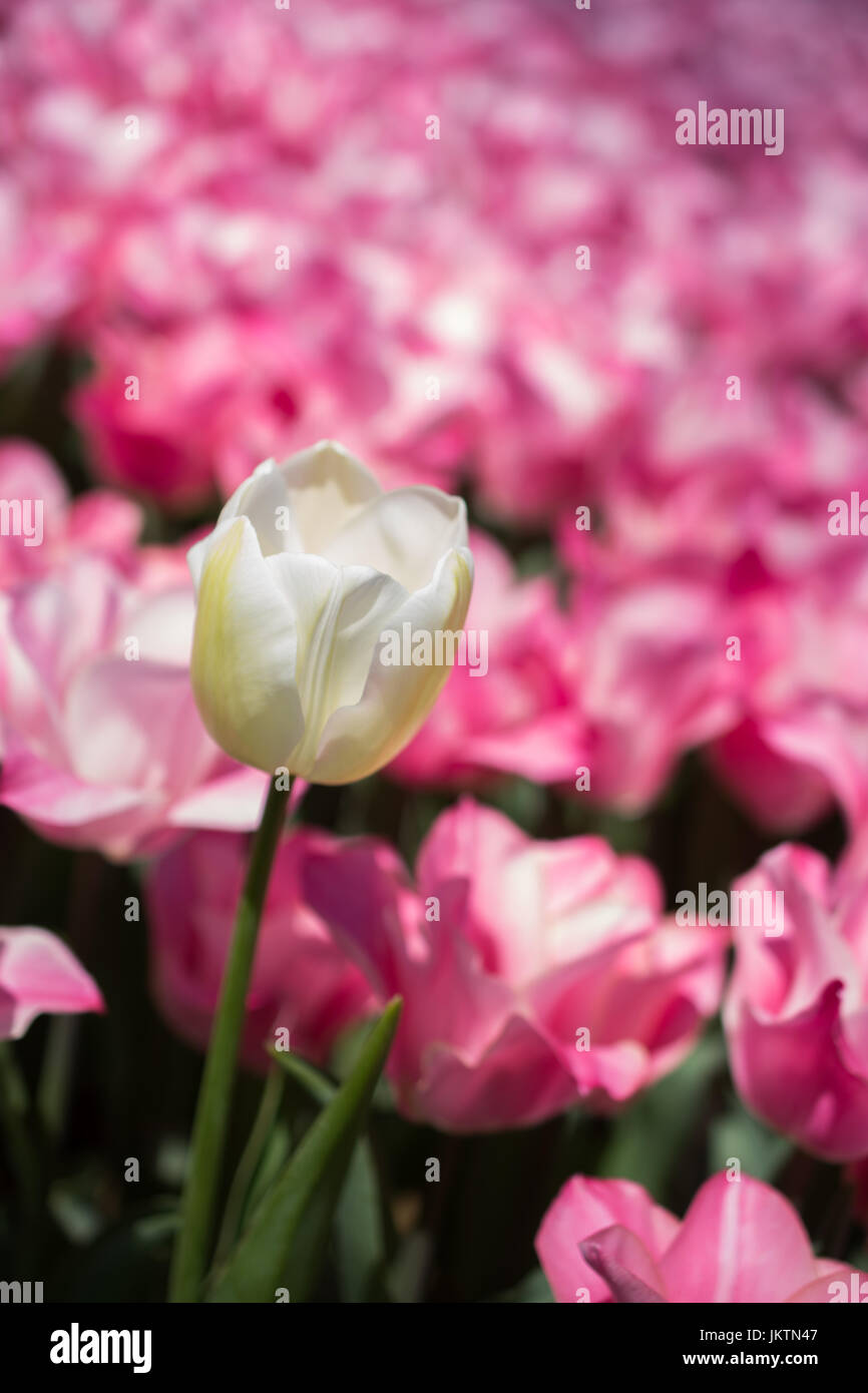 Single Tulip Flower Blooming in Spring Season Stock Photo - Alamy