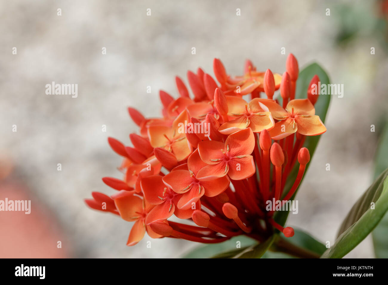 Orange hydrangea flower Stock Photo - Alamy
