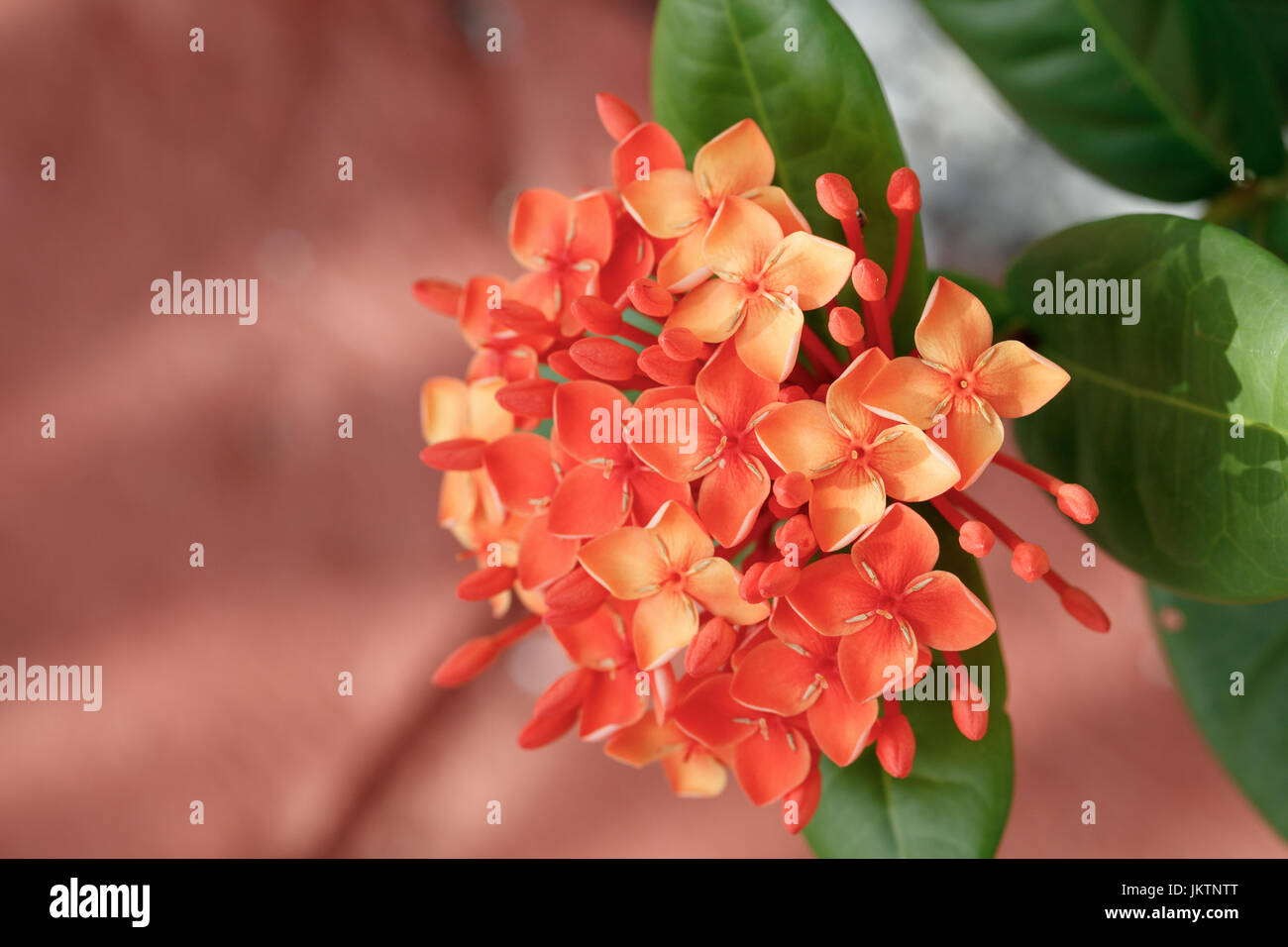 Orange hydrangea flower Stock Photo - Alamy