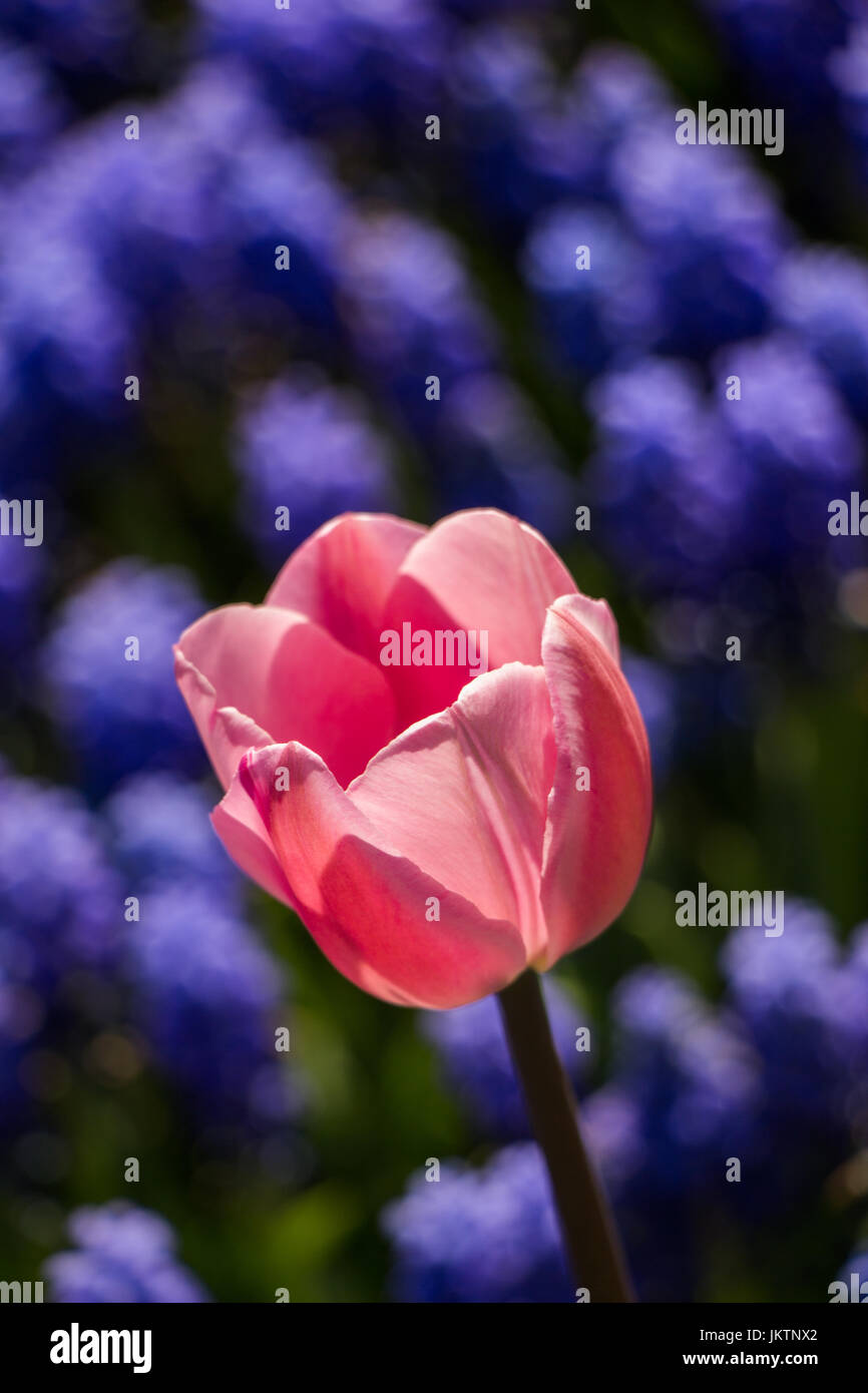 Single Tulip Flower Blooming in Spring Season Stock Photo Alamy