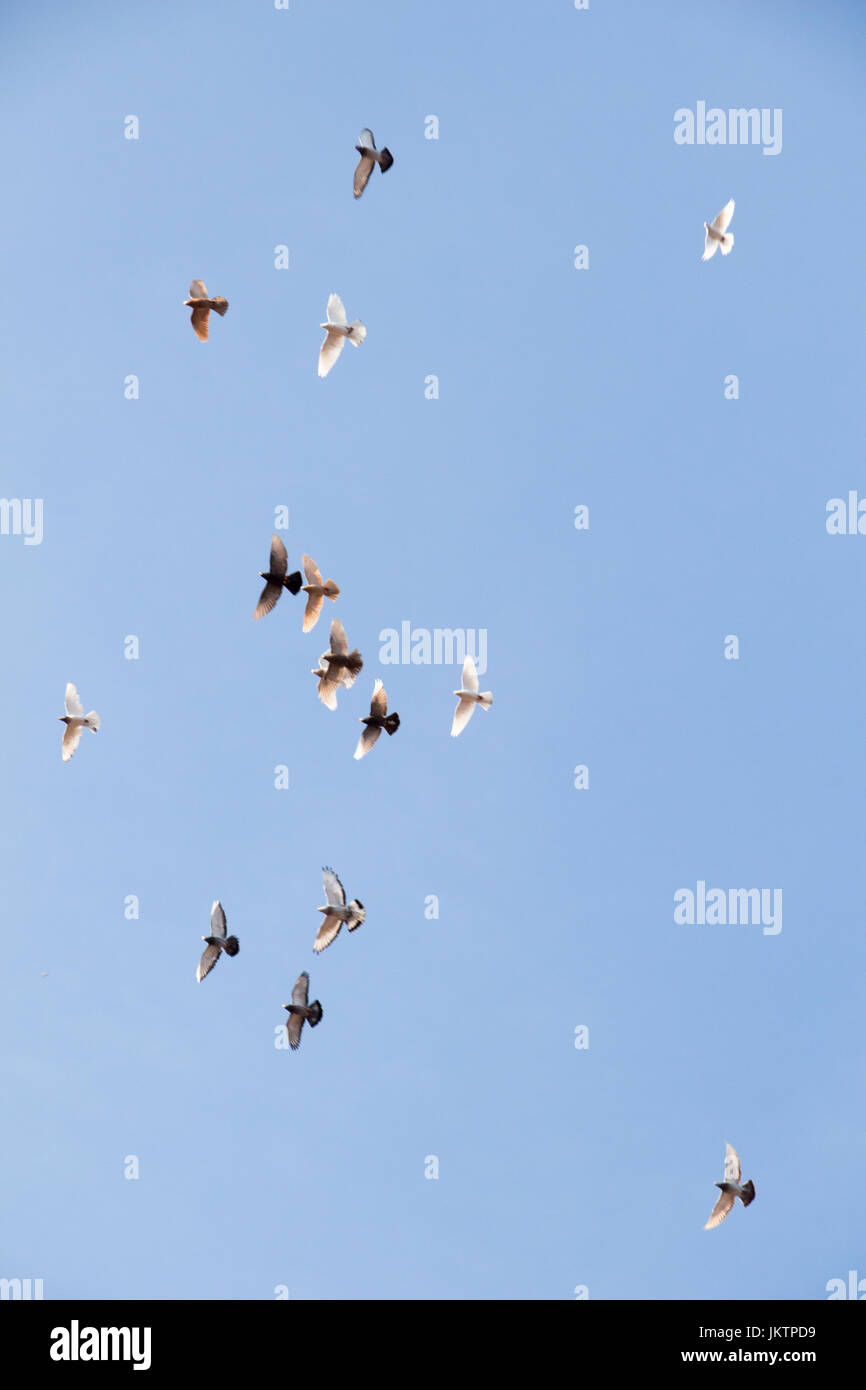 Flock of birds fly in a blue sky Stock Photo - Alamy