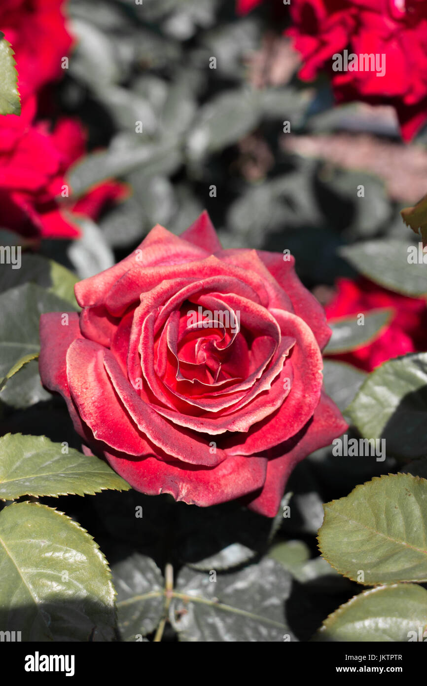 Beautiful colorful Rose Flower on garden background Stock Photo - Alamy