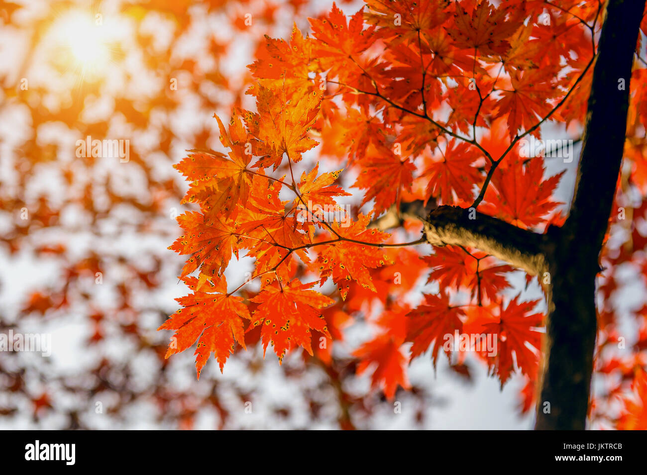 Maple leaf in autumn in korea. Stock Photo