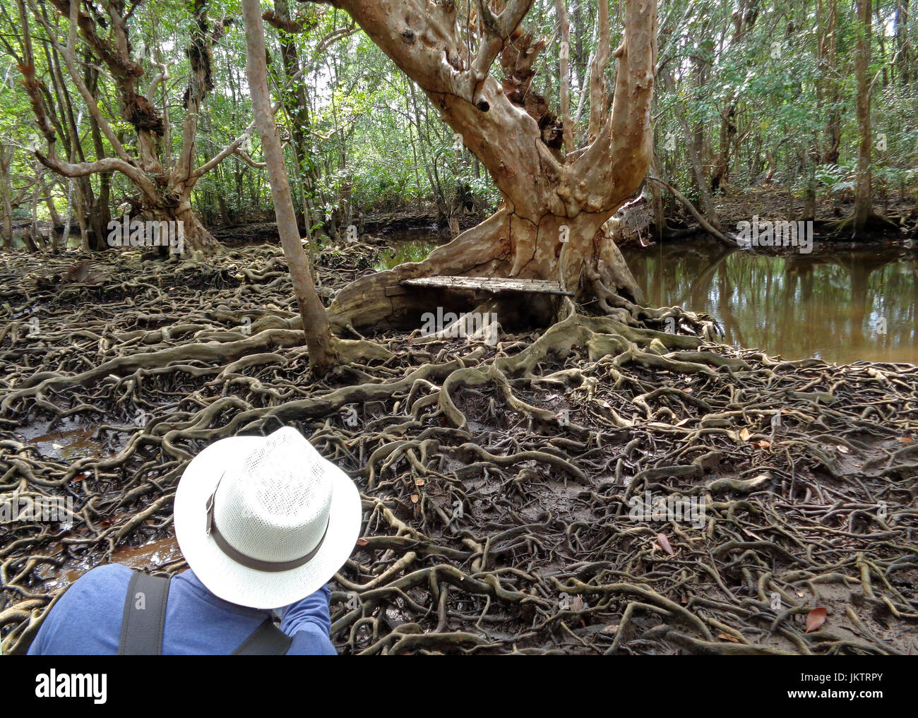Taking pictures of awesome tree roots in the mangrove forest of Trat Province, Thailand Stock Photo