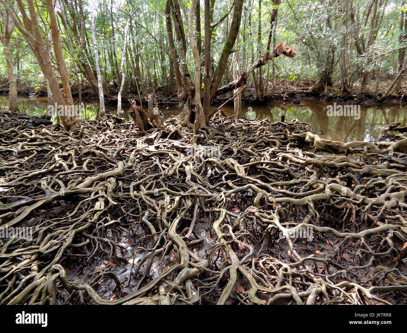 Breathtaking view of amazing tree roots in mangrove forest of Trat Province, Thailand Stock Photo