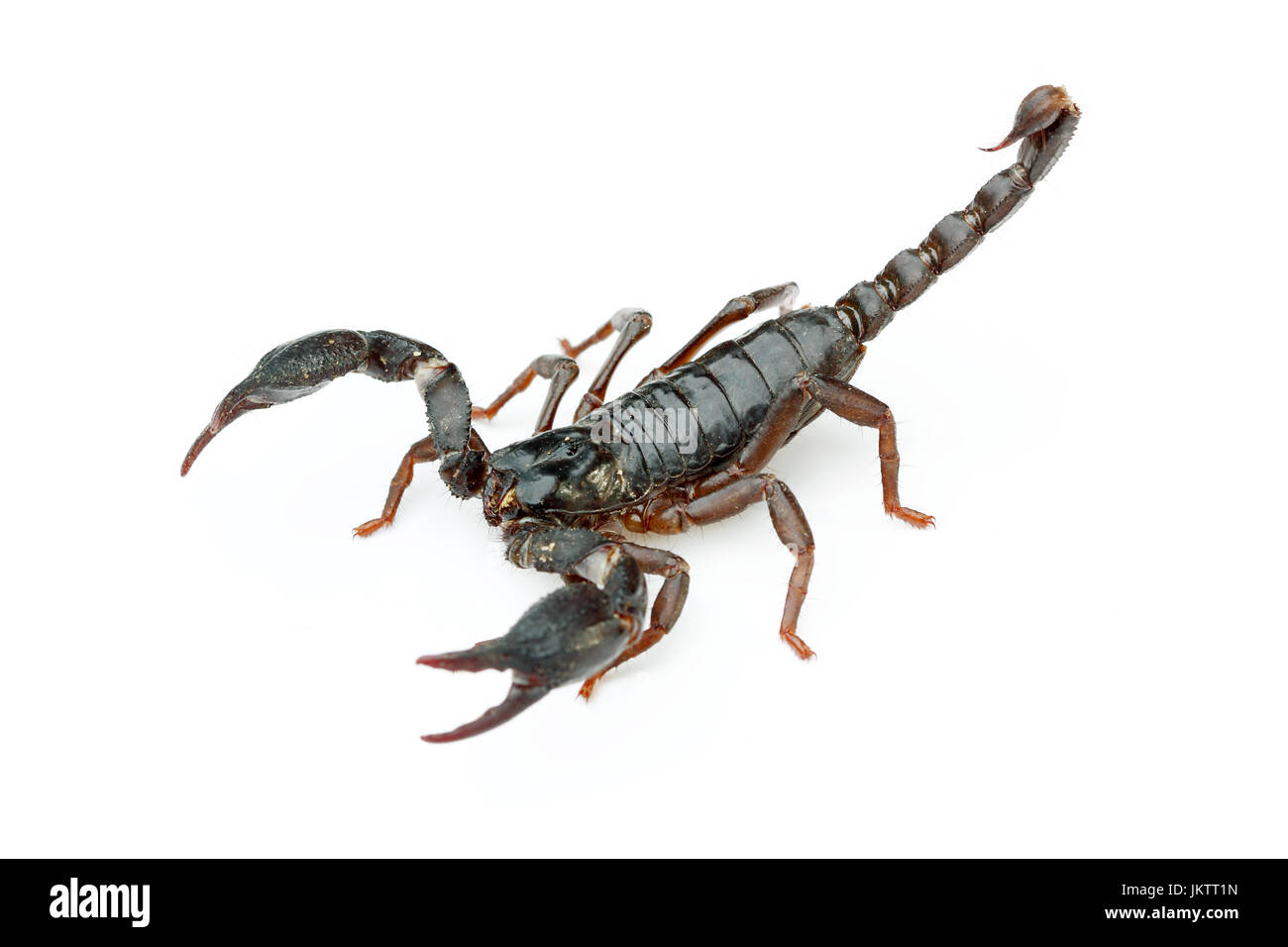 Asian giant forest scorpion (Heterometrus laoticus) on white background. H. laoticus is a member of giant forest scorpions (Heterometrus sp.) found in Stock Photo
