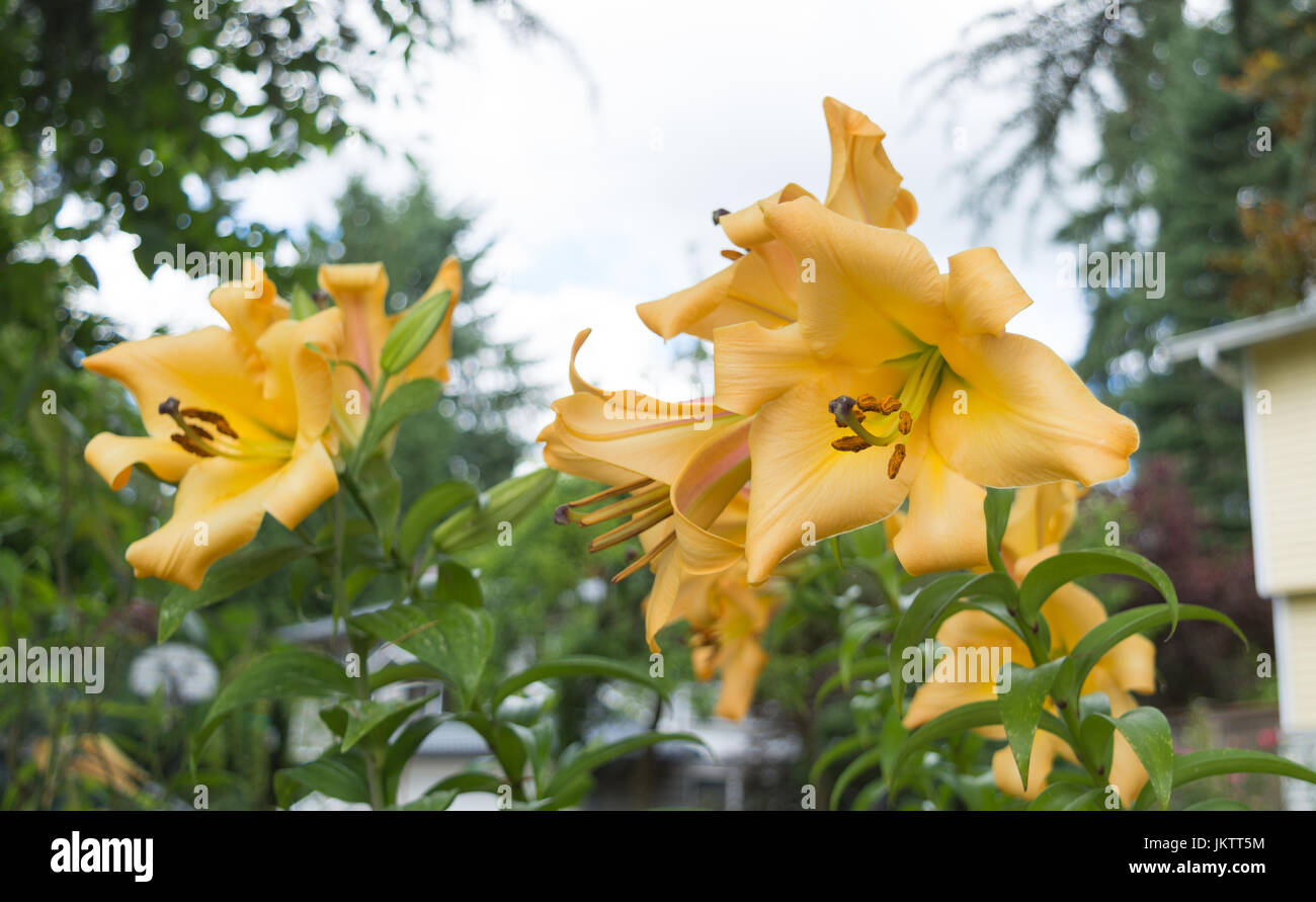 Lilies in summer Stock Photo