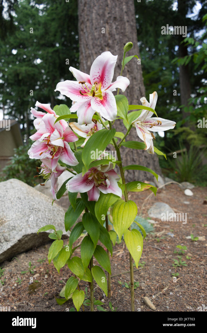 Oriental Lilies in summer Stock Photo