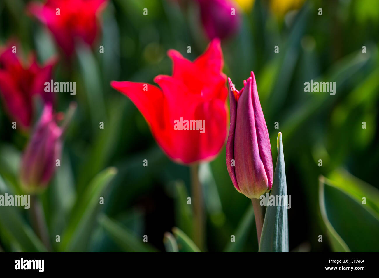 Single Tulip Flower Blooming in Spring Season Stock Photo - Alamy
