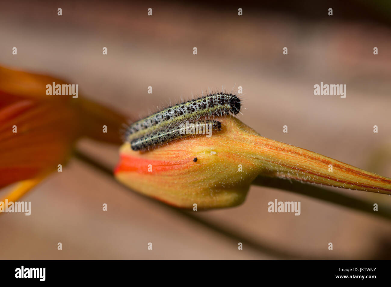 Caterpillars during a summer day Stock Photo - Alamy